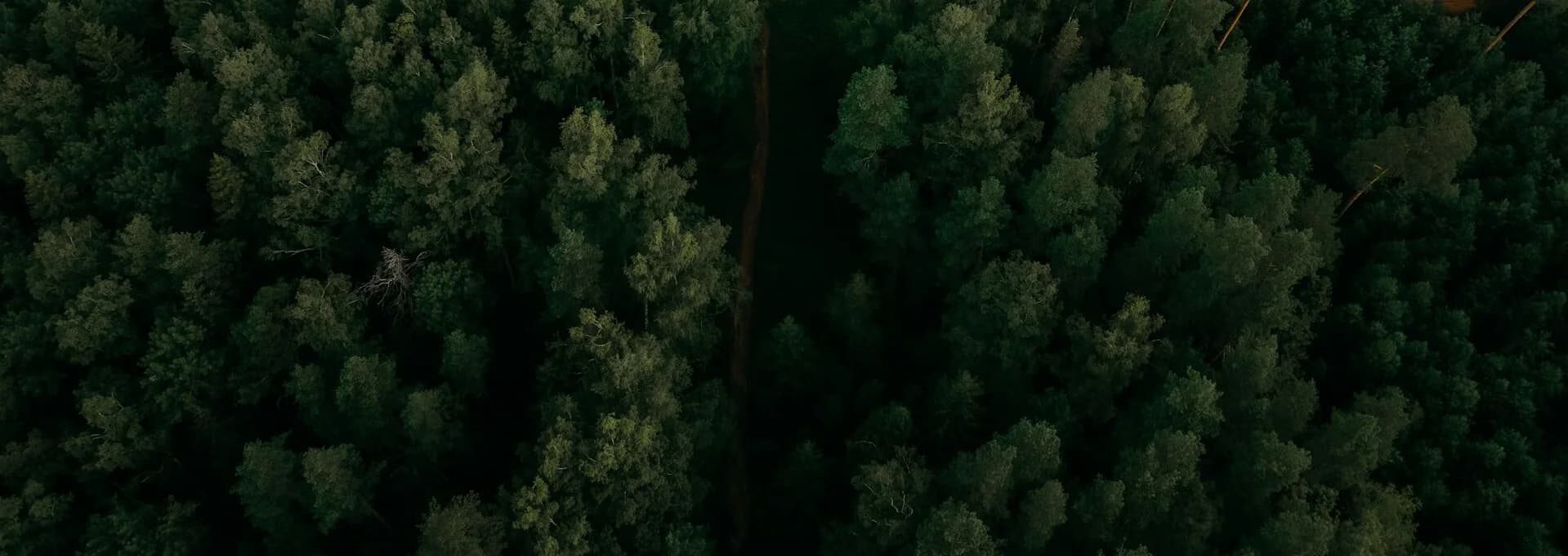 Luchtfoto van een dennenbos